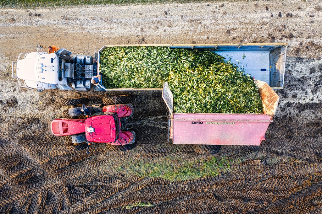 Unlocking Value from Agricultural Residuals
